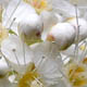 Рябинник рябинолистный / Sorbaria sorbifolia (L.) A. Braun.